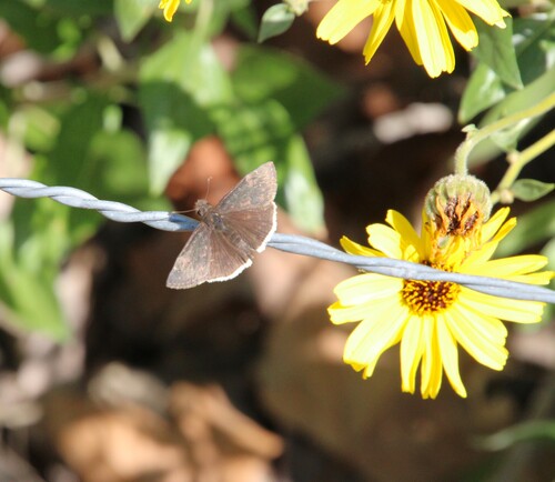 iNaturalist observation photo of Funereal Duskywing