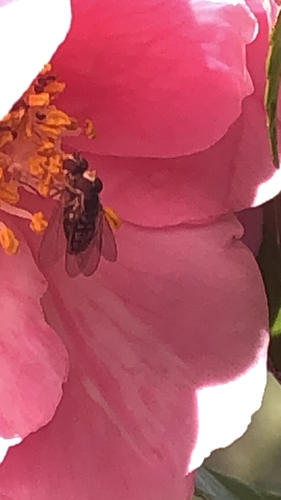 Unknown species found near Hilton Head Island