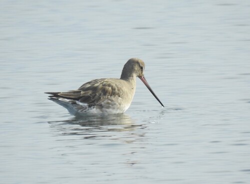 Hudsonian Godwit (Limosa haemastica), photo 7