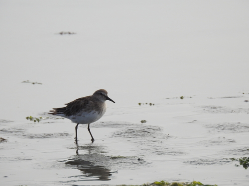 White-rumped Sandpiper (Calidris fuscicollis), photo 6