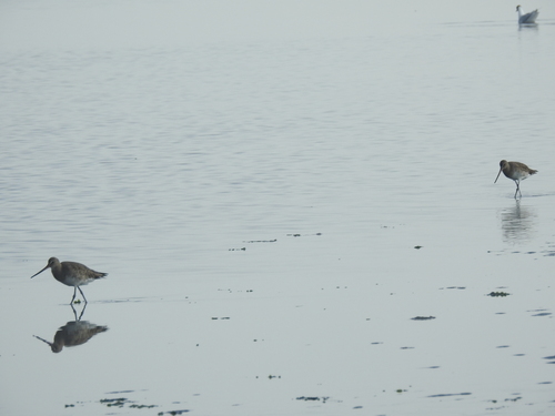 Hudsonian Godwit (Limosa haemastica), photo 8