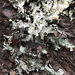 Tinted Rag Lichen - Photo (c) Liam O'Brien, some rights reserved (CC BY-NC), uploaded by Liam O'Brien