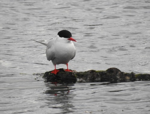 South American Tern (Sterna hirundinacea), photo 6