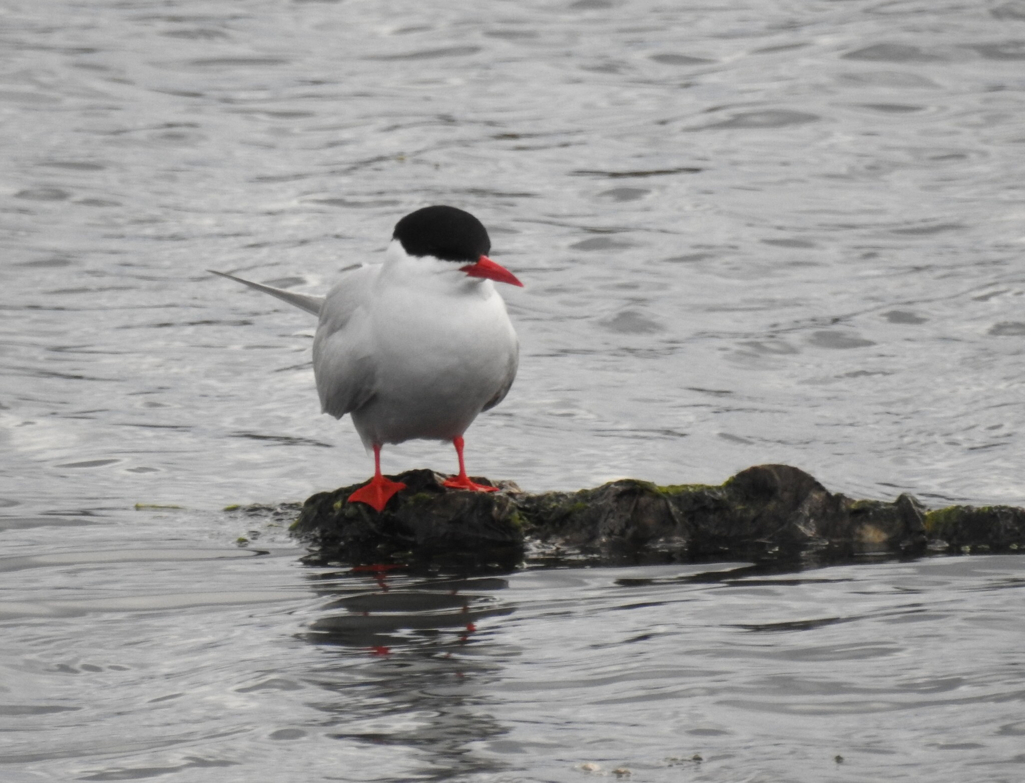 South American Tern (Sterna hirundinacea), photo 6