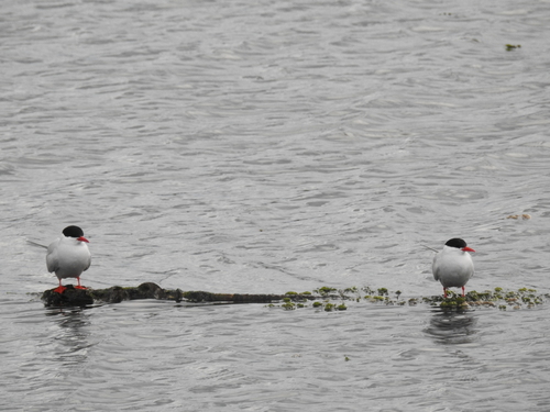 South American Tern (Sterna hirundinacea), photo 7