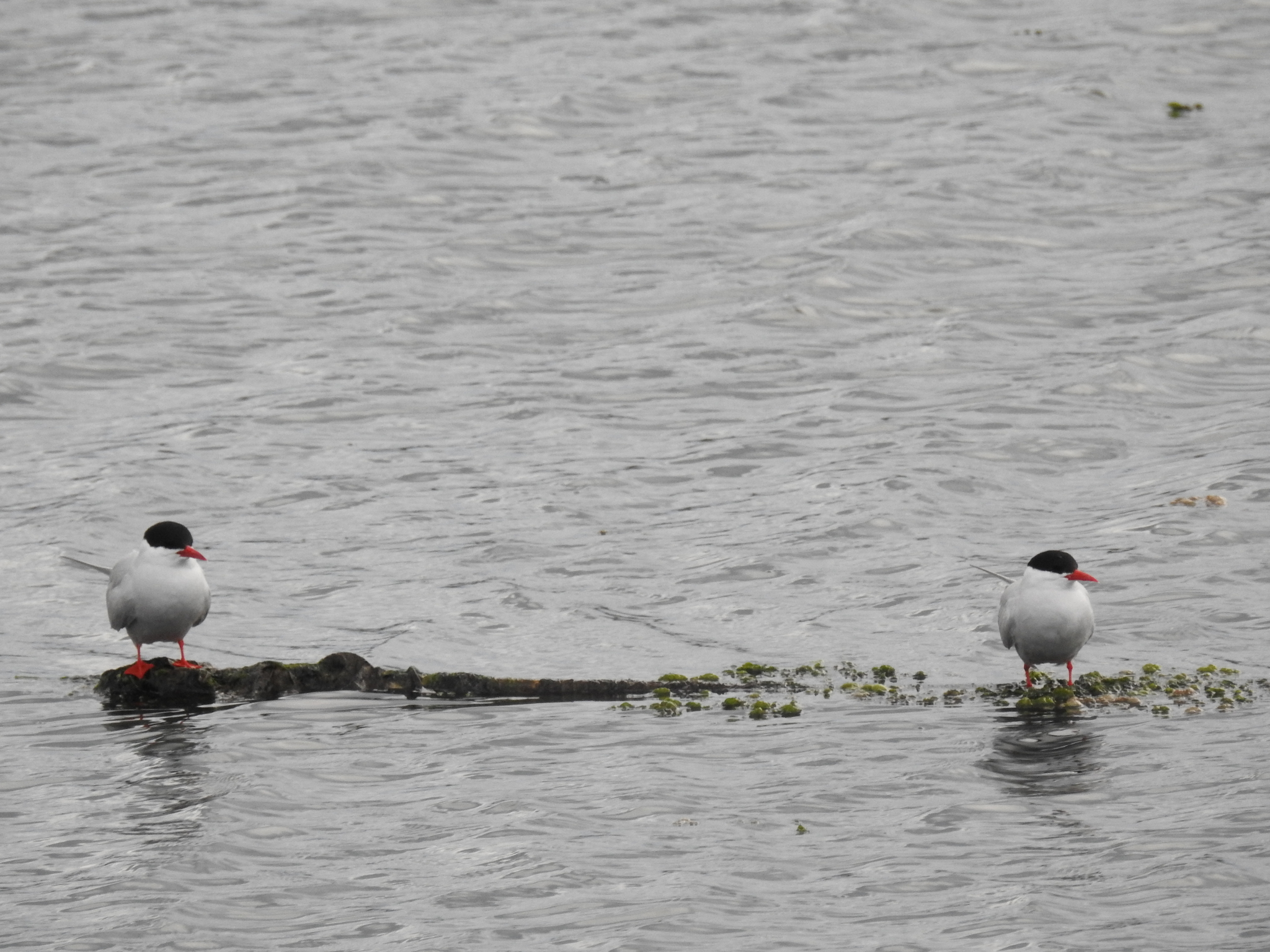 South American Tern (Sterna hirundinacea), photo 7