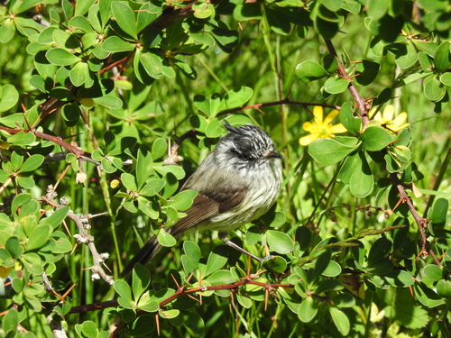 Tufted Tit-Tyrant (Anairetes parulus), photo 5