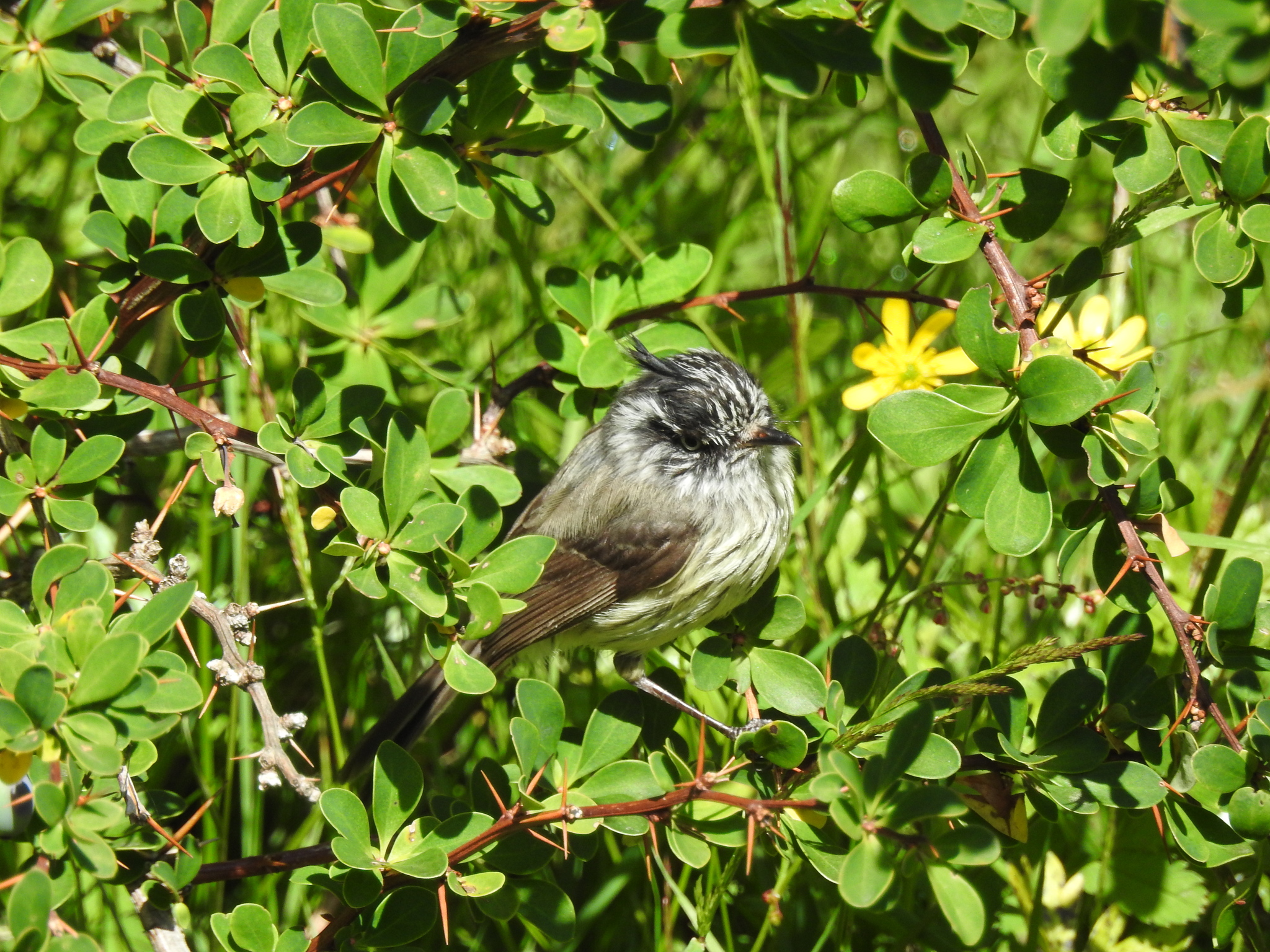 Tufted Tit-Tyrant (Anairetes parulus), photo 5