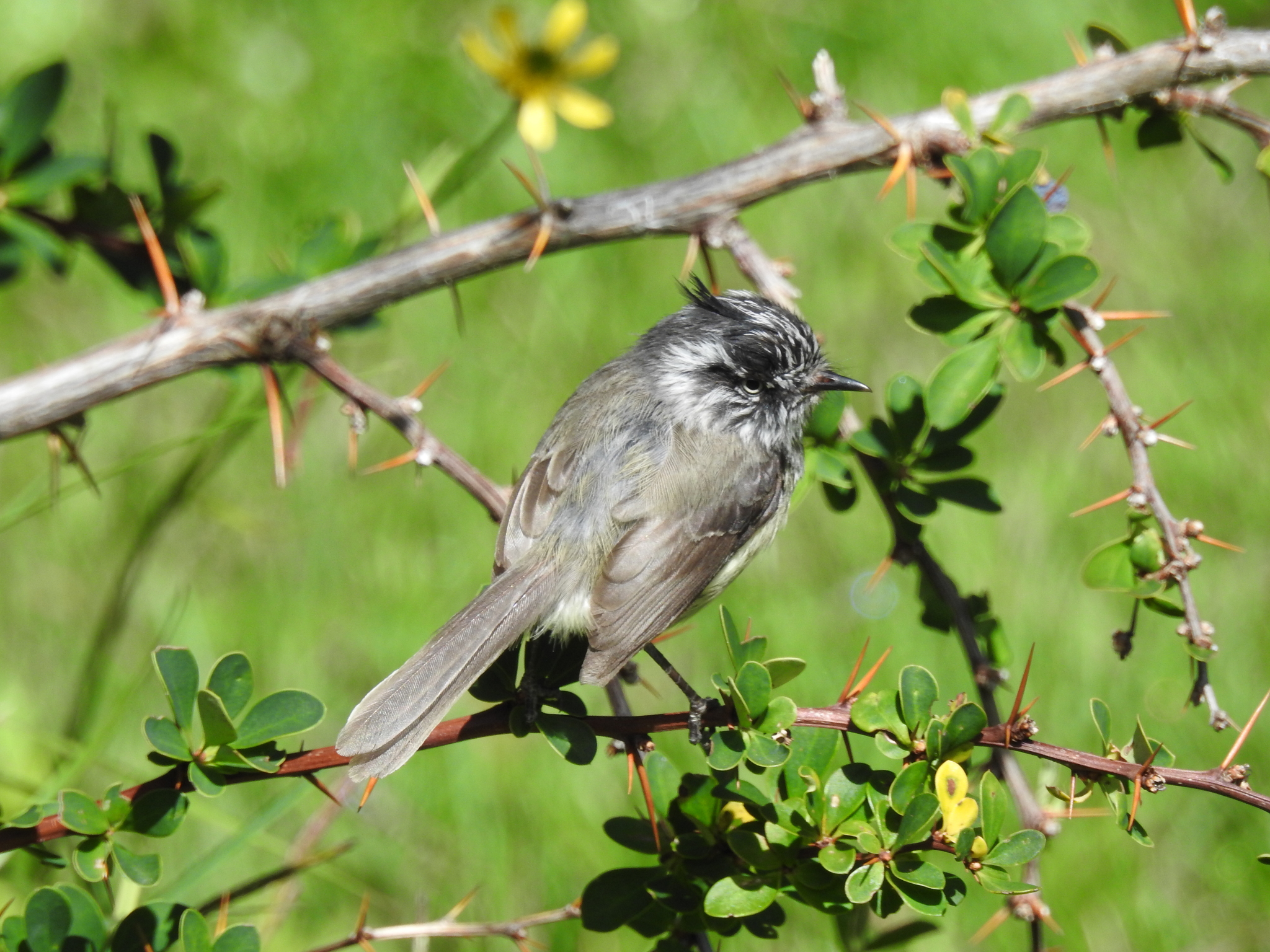 Tufted Tit-Tyrant (Anairetes parulus), photo 6