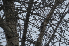 Dendrocopos syriacus