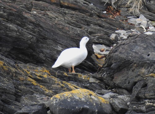 Kelp Goose (Chloephaga hybrida), photo 5