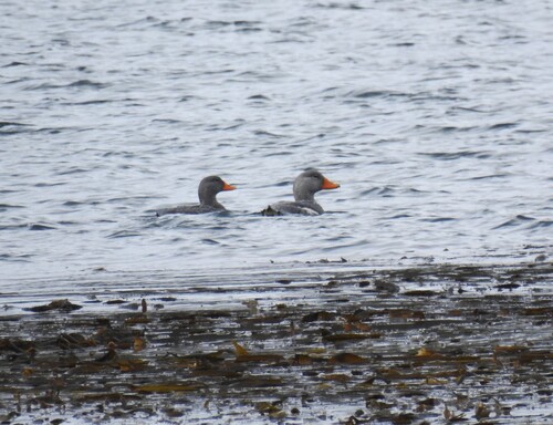 Fuegian Steamer Duck (Tachyeres pteneres), photo 5