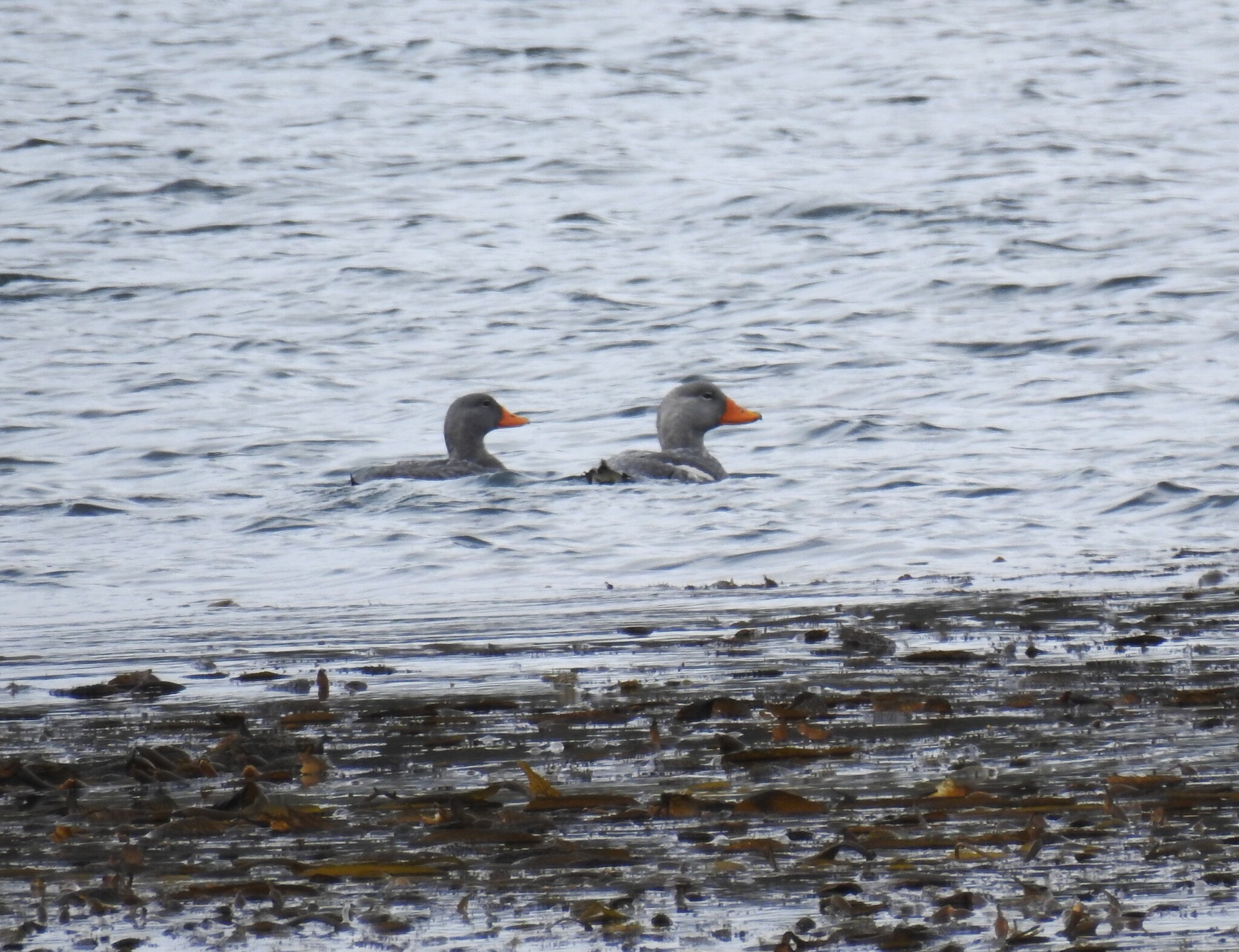 Fuegian Steamer Duck (Tachyeres pteneres), photo 7
