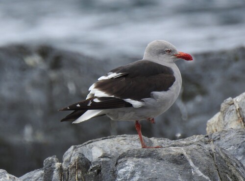 Dolphin Gull (Leucophaeus scoresbii), photo 6