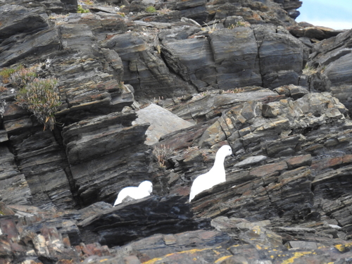 Kelp Goose (Chloephaga hybrida), photo 6