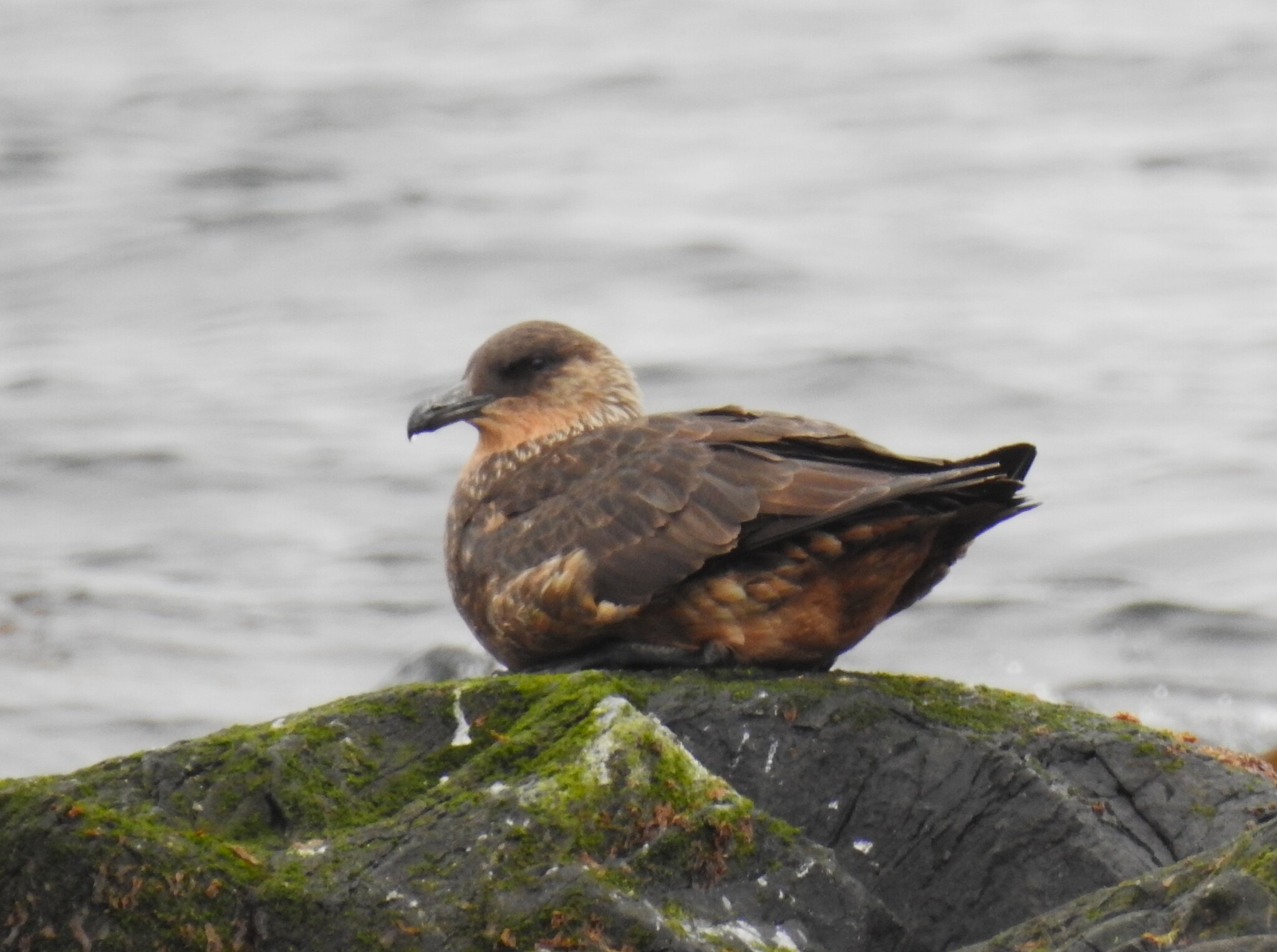 Chilean Skua (Stercorarius chilensis), photo 4