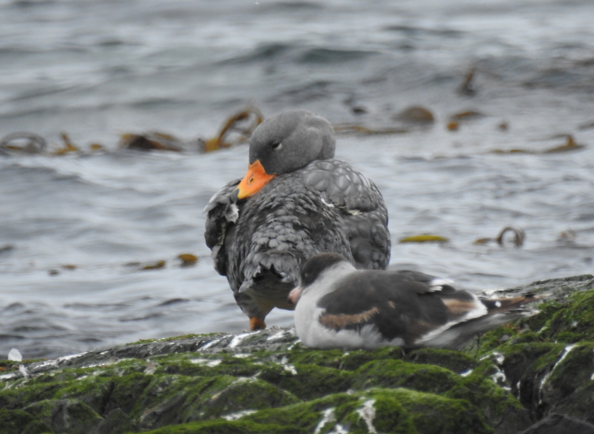 Fuegian Steamer Duck (Tachyeres pteneres), photo 9