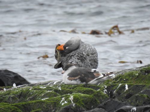 Fuegian Steamer Duck (Tachyeres pteneres), photo 6