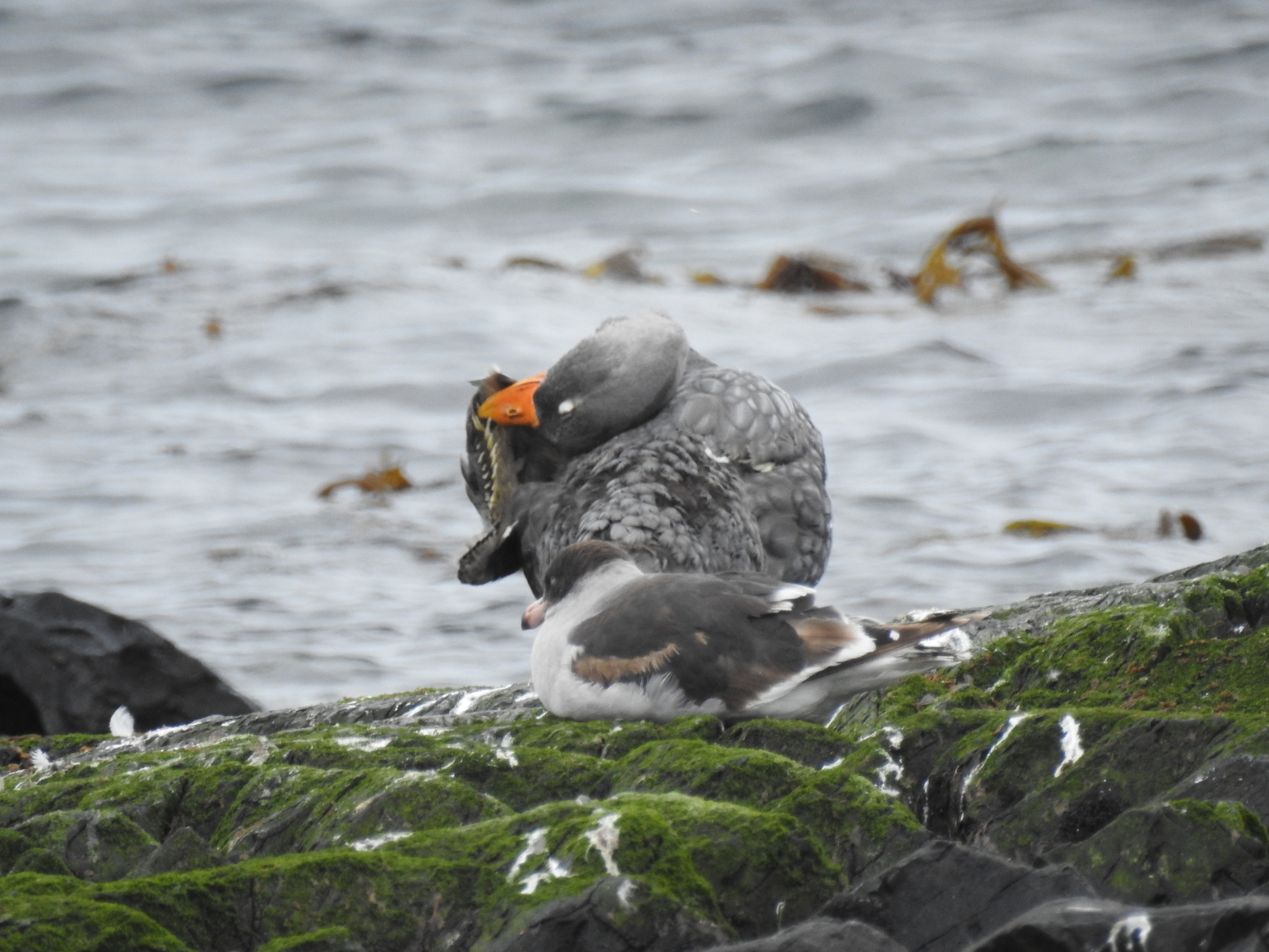Fuegian Steamer Duck (Tachyeres pteneres), photo 8