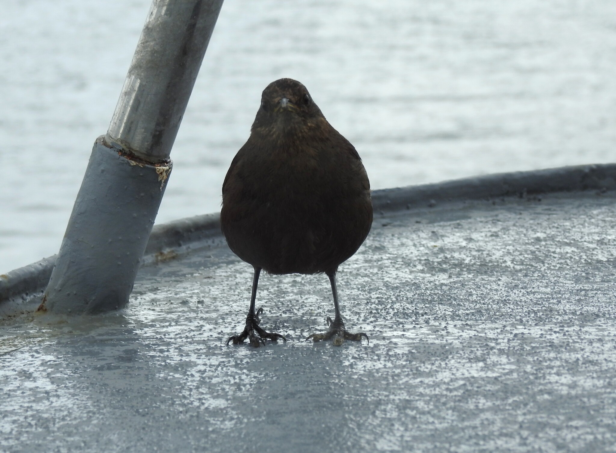 Blackish Cinclodes (Cinclodes antarcticus), photo 2
