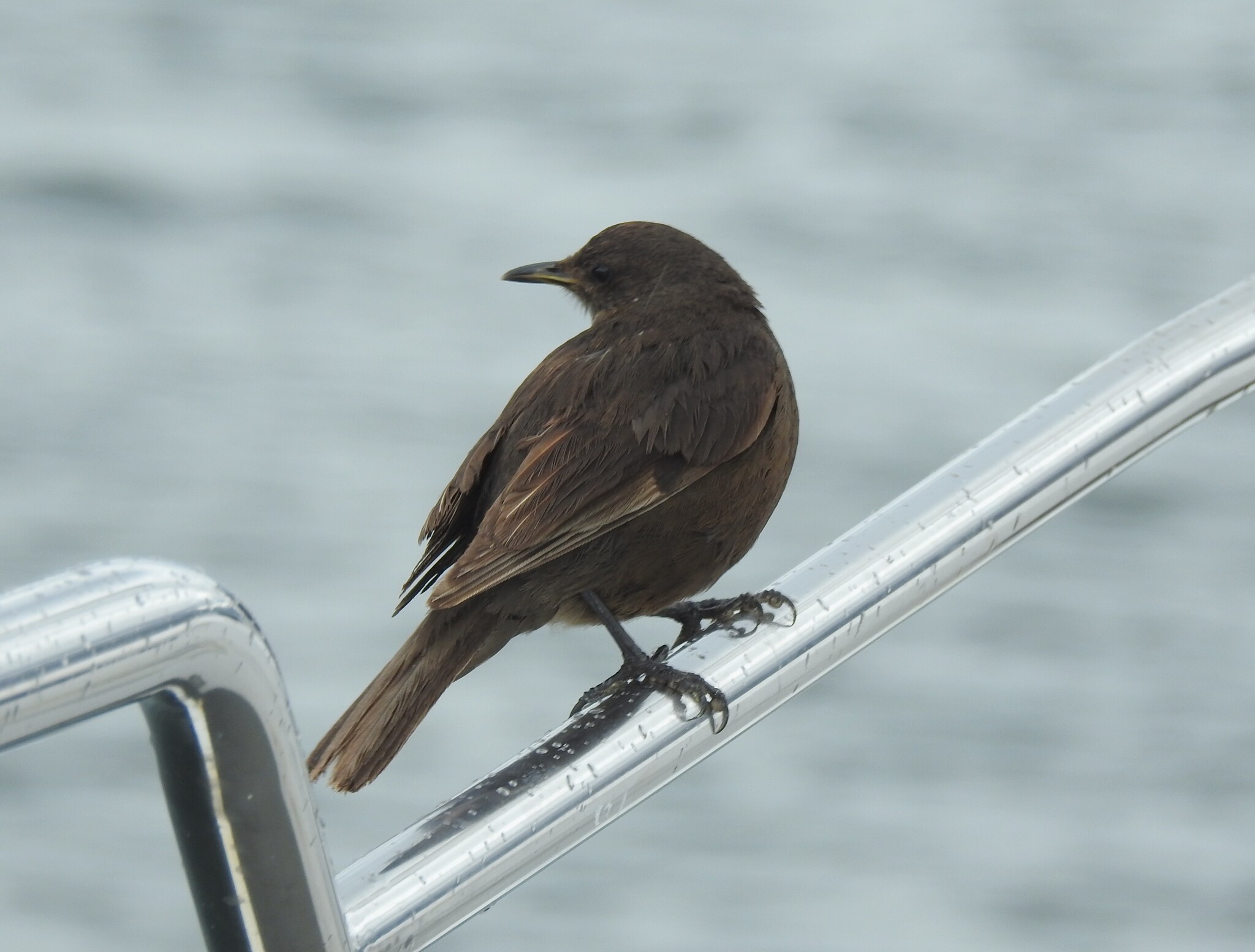 Blackish Cinclodes (Cinclodes antarcticus), photo 1
