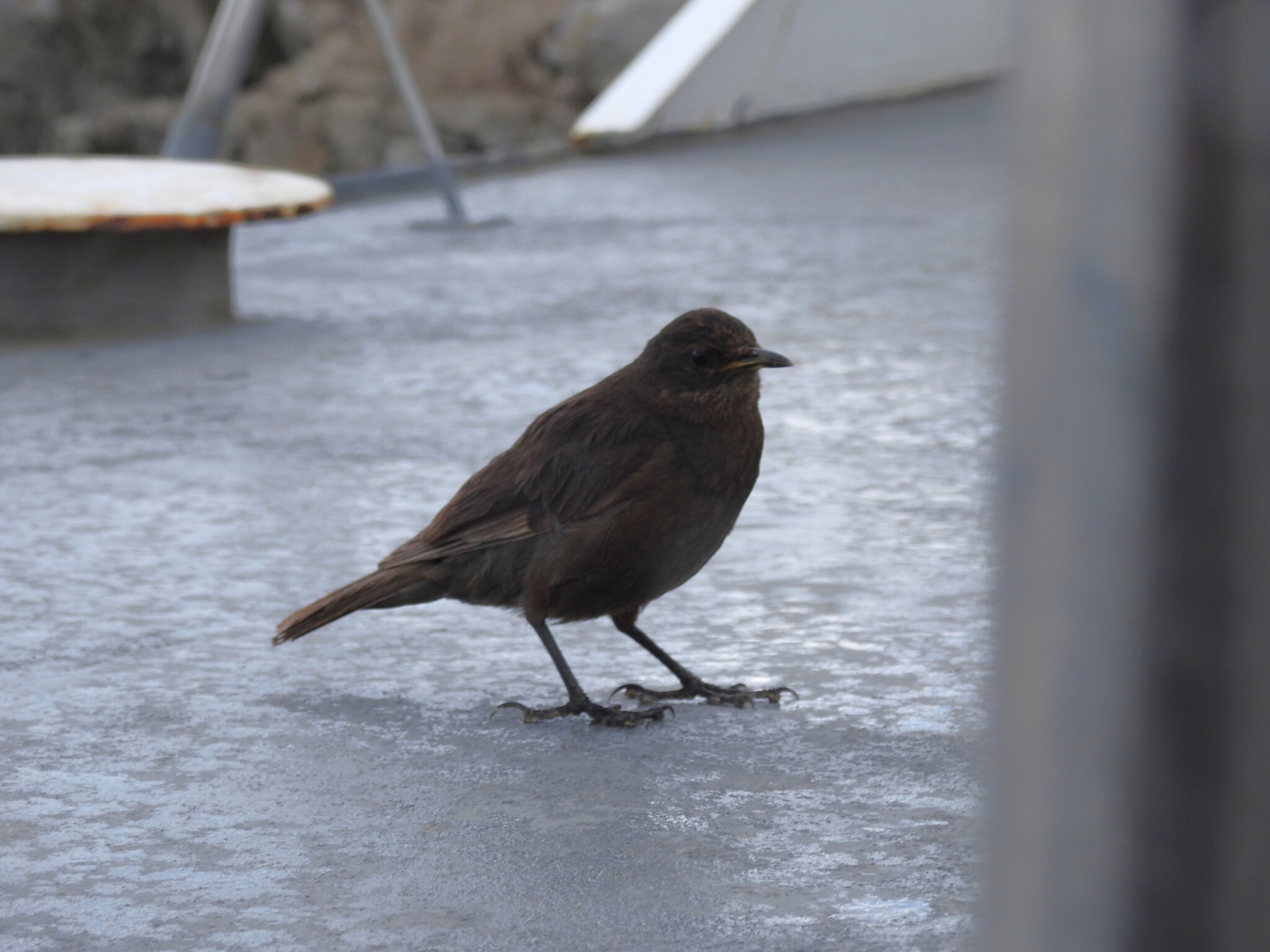 Blackish Cinclodes (Cinclodes antarcticus), photo 3