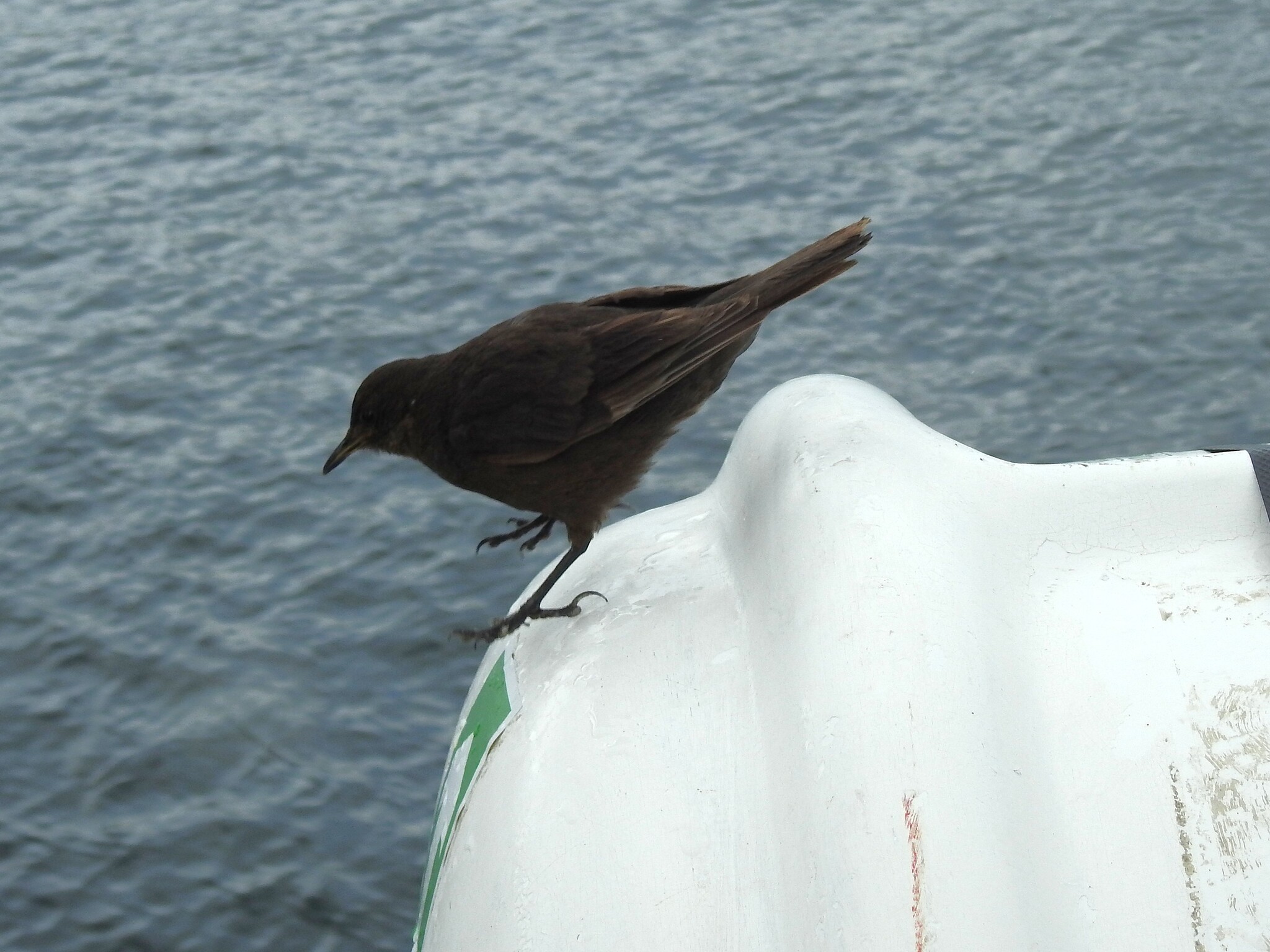 Blackish Cinclodes (Cinclodes antarcticus), photo 4