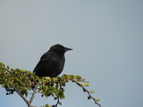 Austral Blackbird (Curaeus curaeus), photo 7