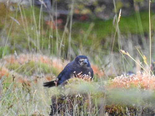 Austral Blackbird (Curaeus curaeus), photo 6