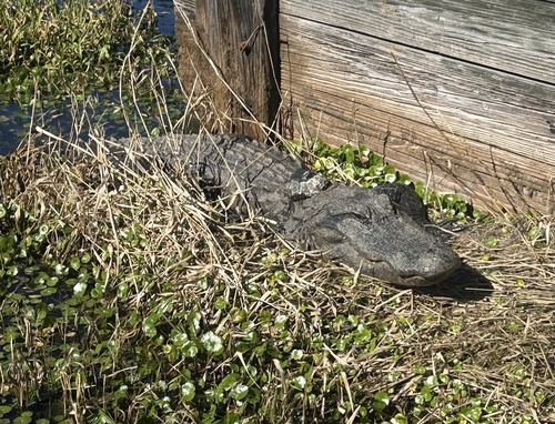 American Alligator