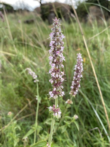 Platostoma rotundifolium, 2026-02-13