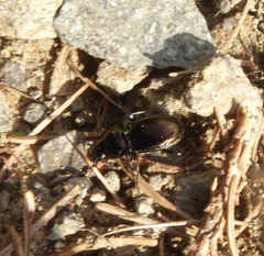 Pterostichus burmeisteri
