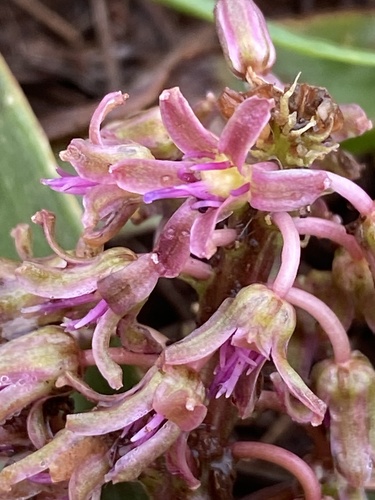 highveld African hyacinth