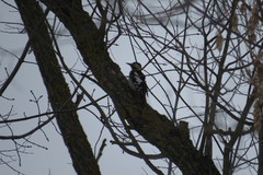 Dendrocopos syriacus