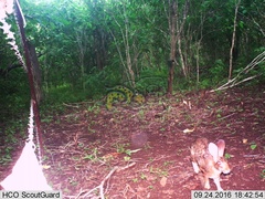 Sylvilagus cunicularius insolitus