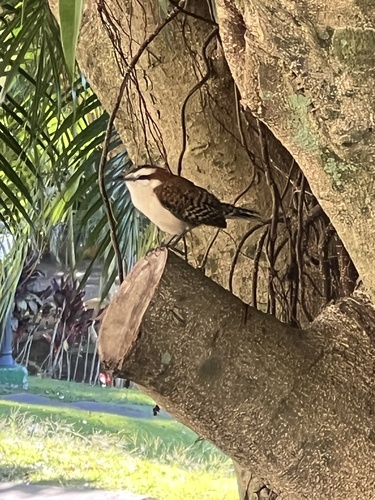 Rufous-backed Wren (Campylorhynchus capistratus), photo 5