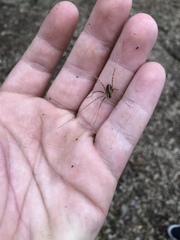 Dicranopalpus pulchellus