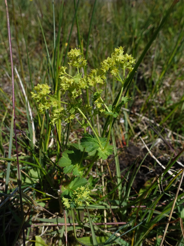 Smooth lady's mantle (Alchemilla glabra)