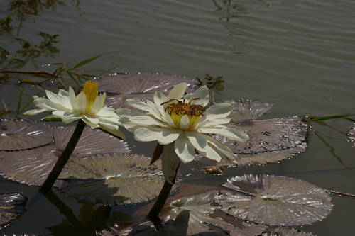 Nymphaeaceae image