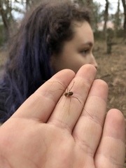 Dicranopalpus pulchellus