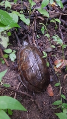 Kinosternon scorpioides scorpioides