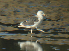 Larus fuscus graellsii
