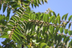 Phyllanthus salviifolius