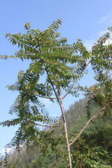 Phyllanthus salviifolius