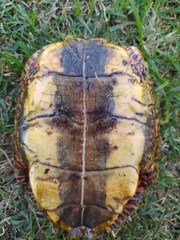 Rhinoclemmys pulcherrima pulcherrima