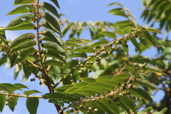 Phyllanthus salviifolius
