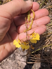 Quentin Groom, CC0, iNaturalist via GBIF Tolumnia urophylla, photograph Quentin Groom, CC0, iNaturalist via GBIF