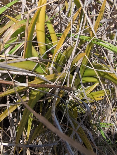 Tolumnia urophylla, photograph 4