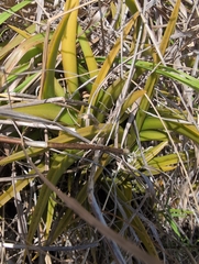 Quentin Groom, CC0, iNaturalist via GBIF Tolumnia urophylla, photograph Quentin Groom, CC0, iNaturalist via GBIF