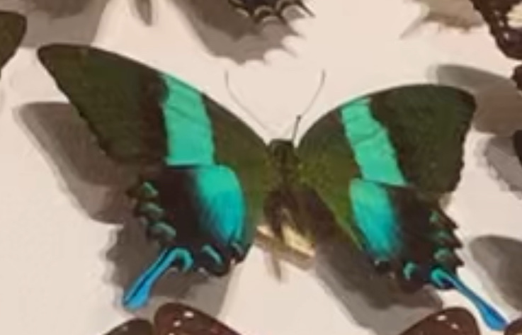 Papilio blumei (Papilio blumei)